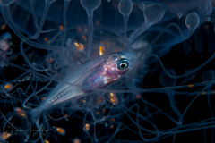 Jack - Probably Scad - Carangidae Family - in Jellyfish
