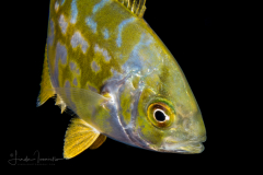 Jack - Yellow - Carangidae Family - Caranx bartholomaei
