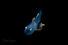 Lanternfish - Neoscopelidae Family - Neoscopelus macrolepidotus or N. microchir