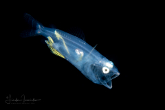 Lanternfish - Neoscopelidae Family - Neoscopelus microchir