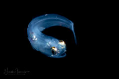 Lanternfish - Myctophidae Family - Probably Lampadena luminosa