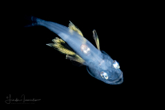 Lanternfish - Neoscopelidae Family - Neoscopelus microchir