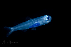 Lanternfish - Warming's - Myctophidae Family - Ceratoscopelus warmingii
