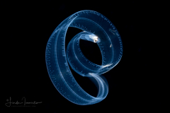 Eel Larva - Leptocephalus  Stage