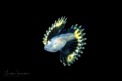 Searobin - Bandtail - Triglidae Family - Prionotus ophryas