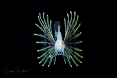 Lionfish - Scorpaenidae Family - Pterois volitans