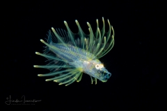 Lionfish - Scorpaenidae Family - Pterois volitans