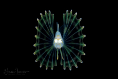 Lionfish - Scorpaenidae Family - Pterois volitans