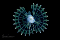 Lionfish - Scorpaenidae Family - Pterois volitans