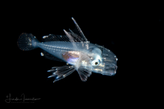 Louvar Larva -Luvaridae Family - Luvarus imperialis