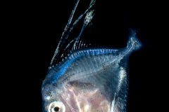 Moonfish - Atlantic - Carangidae Family - Selene setapinnis