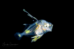Moonfish - Atlantic - Carangidae Family - Selene setapinnis