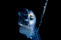 Pearlfish - Carapidae Family - Carapus bermudensis