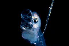 Pearlfish - Carapidae Family - Carapus bermudensis - Vexillifer stage