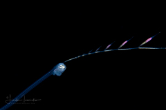 Pearlfish - Carapidae Family - Carapus bermudensis - Vexillifer stage