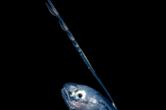 Pearlfish - Carapidae Family - Carapus bermudensis - Vexillifer stage