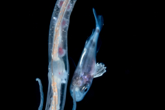Pelagic Nudibranch - Nudibranchia - Phylliroe bucephala - with a Driftfish - Spotted - Ariommatidae Family - Ariomma regulus