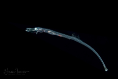 Pipefish - Syngnathidae Family