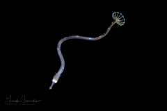 Pipefish - Syngnathidae Family