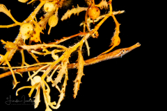 Pipefish - Sargassum - Syngnathidae - Syngnathus pelagicus