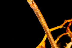 Pipefish - Sargassum - Syngnathidae - Syngnathus pelagicus