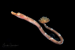 Pipefish - Whitenose - Syngnathidae Family - Cosmocampus albirostris
