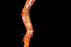 Pipehorse - Syngnathidae Family - Acentronura dendritica
