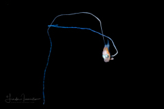 Pompano - African or Threadfin - Carangidae Family - Alectis ciliaris