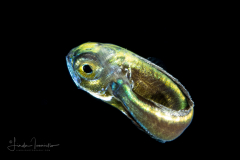 Dolphinfish - Mahi-Mahi - Coryphaenidae Family - Coryphaena species
