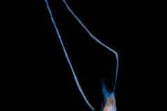 Pompano  - African or Threadfin - Carangidae Family - Alectis ciliaris