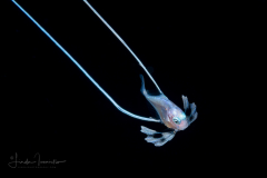 Pompano  - African or Threadfin - Carangidae Family - Alectis ciliaris