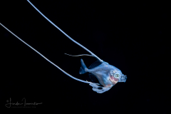 Pompano  - African or Threadfin - Carangidae Family - Alectis ciliaris