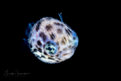 Porcupinefish - Balloonfish - Diodontidae Family - Diodon species