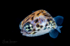 Porcupinefish - Balloonfish - Diodontidae Family - Diodon species