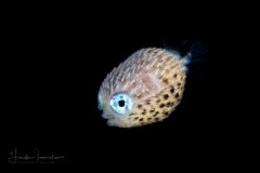 Porcupinefish - Burrfish - Diodontidae Family
