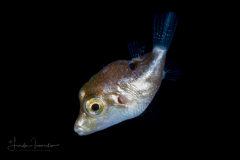 Puffer - Sharpnose - Tetraodontidae Family - Canthigaster rostrata