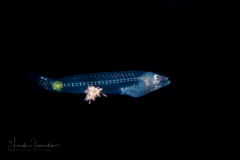 Razorfish - Pearly - Labridae Family - Xyrichtys novacula - with a Parasite