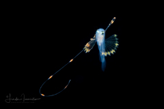 Soapfish - Serranidae Family - Rypticus species