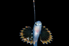 Soapfish - Serranidae Family - Rypticus species