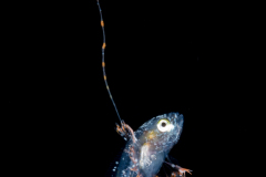 Soapfish - Serranidae Family - Rypticus species