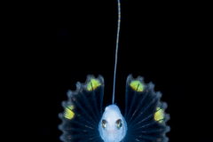Soapfish - Serranidae Family - Rypticus species