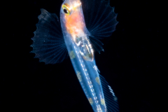 Reef Bass - Serranidae Family - Pseudogramma gregoryi