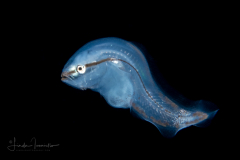 Reef-Cave Brotula - Bythitidae Family - Grammonus claudei