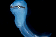 Reef-Cave Brotula - Bythitidae Family - Grammonus claudei