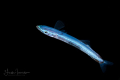 Remora - Family Echeneidae
