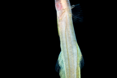 Remora - Spearfish - Family Echeneidae - Remora brachyptera