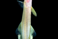 Remora - Family Echeneidae - Remora brachyptera