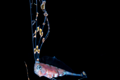 Ribbonfish - Scalloped - Trachipteridae Family - Zu cristatus