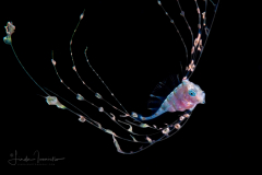 Ribbonfish - Scalloped - Trachipteridae Family - Zu cristatus