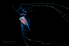 Ribbonfish - Scalloped - Trachipteridae - Zu cristatus